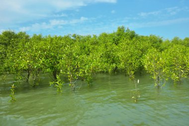Cox 's Bazar, Bangladeş yakınlarındaki Bakkhali Nehri boyunca gelgit sularında duran mangrov fidanları tropikal gelgitler arası kıyı ekosistemi içindeki gelgitleri yakalıyorlar..