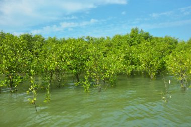 Cox 's Bazar, Bangladeş yakınlarındaki Bakkhali Nehri boyunca gelgit sularında duran mangrov fidanları tropikal gelgitler arası kıyı ekosistemi içindeki gelgitleri yakalıyorlar..