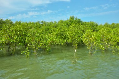 Cox 's Bazar, Bangladeş yakınlarındaki Bakkhali Nehri boyunca gelgit sularında duran mangrov fidanları tropikal gelgitler arası kıyı ekosistemi içindeki gelgitleri yakalıyorlar..