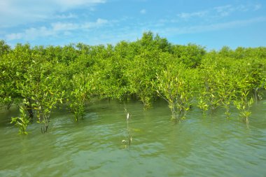 Cox 's Bazar, Bangladeş yakınlarındaki Bakkhali Nehri boyunca gelgit sularında duran mangrov fidanları tropikal gelgitler arası kıyı ekosistemi içindeki gelgitleri yakalıyorlar..