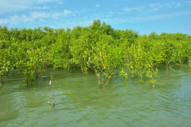 Cox 's Bazar, Bangladeş yakınlarındaki Bakkhali Nehri boyunca gelgit sularında duran mangrov fidanları tropikal gelgitler arası kıyı ekosistemi içindeki gelgitleri yakalıyorlar..
