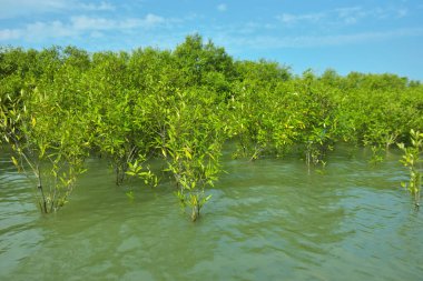 Cox 's Bazar, Bangladeş yakınlarındaki Bakkhali Nehri boyunca gelgit sularında duran mangrov fidanları tropikal gelgitler arası kıyı ekosistemi içindeki gelgitleri yakalıyorlar..