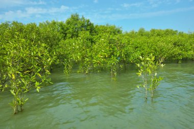 Cox 's Bazar, Bangladeş yakınlarındaki Bakkhali Nehri boyunca gelgit sularında duran mangrov fidanları tropikal gelgitler arası kıyı ekosistemi içindeki gelgitleri yakalıyorlar..