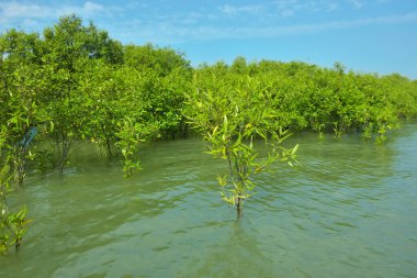 Cox 's Bazar, Bangladeş yakınlarındaki Bakkhali Nehri boyunca gelgit sularında duran mangrov fidanları tropikal gelgitler arası kıyı ekosistemi içindeki gelgitleri yakalıyorlar..