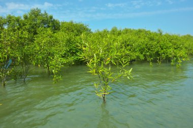 Cox 's Bazar, Bangladeş yakınlarındaki Bakkhali Nehri boyunca gelgit sularında duran mangrov fidanları tropikal gelgitler arası kıyı ekosistemi içindeki gelgitleri yakalıyorlar..