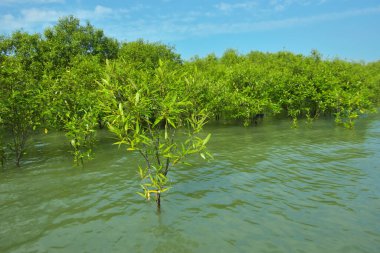 Cox 's Bazar, Bangladeş yakınlarındaki Bakkhali Nehri boyunca gelgit sularında duran mangrov fidanları tropikal gelgitler arası kıyı ekosistemi içindeki gelgitleri yakalıyorlar..