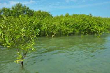 Cox 's Bazar, Bangladeş yakınlarındaki Bakkhali Nehri boyunca gelgit sularında duran mangrov fidanları tropikal gelgitler arası kıyı ekosistemi içindeki gelgitleri yakalıyorlar..