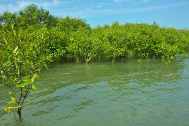 Cox 's Bazar, Bangladeş yakınlarındaki Bakkhali Nehri boyunca gelgit sularında duran mangrov fidanları tropikal gelgitler arası kıyı ekosistemi içindeki gelgitleri yakalıyorlar..