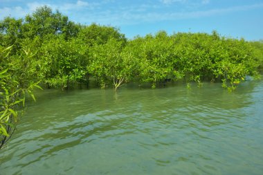 Cox 's Bazar, Bangladeş yakınlarındaki Bakkhali Nehri boyunca gelgit sularında duran mangrov fidanları tropikal gelgitler arası kıyı ekosistemi içindeki gelgitleri yakalıyorlar..