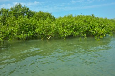 Cox 's Bazar, Bangladeş yakınlarındaki Bakkhali Nehri boyunca gelgit sularında duran mangrov fidanları tropikal gelgitler arası kıyı ekosistemi içindeki gelgitleri yakalıyorlar..