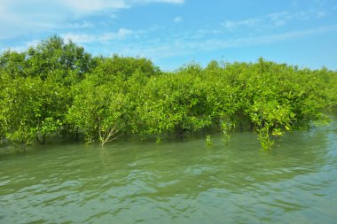 Cox 's Bazar, Bangladeş yakınlarındaki Bakkhali Nehri boyunca gelgit sularında duran mangrov fidanları tropikal gelgitler arası kıyı ekosistemi içindeki gelgitleri yakalıyorlar..
