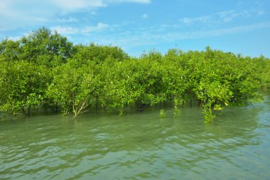 Cox 's Bazar, Bangladeş yakınlarındaki Bakkhali Nehri boyunca gelgit sularında duran mangrov fidanları tropikal gelgitler arası kıyı ekosistemi içindeki gelgitleri yakalıyorlar..