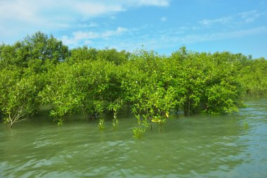 Cox 's Bazar, Bangladeş yakınlarındaki Bakkhali Nehri boyunca gelgit sularında duran mangrov fidanları tropikal gelgitler arası kıyı ekosistemi içindeki gelgitleri yakalıyorlar..
