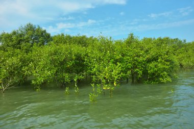Cox 's Bazar, Bangladeş yakınlarındaki Bakkhali Nehri boyunca gelgit sularında duran mangrov fidanları tropikal gelgitler arası kıyı ekosistemi içindeki gelgitleri yakalıyorlar..