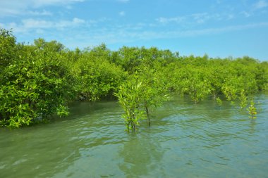 Cox 's Bazar, Bangladeş yakınlarındaki Bakkhali Nehri boyunca gelgit sularında duran mangrov fidanları tropikal gelgitler arası kıyı ekosistemi içindeki gelgitleri yakalıyorlar..
