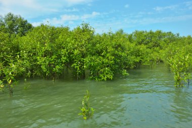 Cox 's Bazar, Bangladeş yakınlarındaki Bakkhali Nehri boyunca gelgit sularında duran mangrov fidanları tropikal gelgitler arası kıyı ekosistemi içindeki gelgitleri yakalıyorlar..