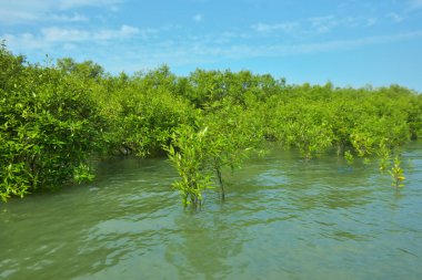 Cox 's Bazar, Bangladeş yakınlarındaki Bakkhali Nehri boyunca gelgit sularında duran mangrov fidanları tropikal gelgitler arası kıyı ekosistemi içindeki gelgitleri yakalıyorlar..