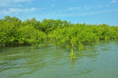 Cox 's Bazar, Bangladeş yakınlarındaki Bakkhali Nehri boyunca gelgit sularında duran mangrov fidanları tropikal gelgitler arası kıyı ekosistemi içindeki gelgitleri yakalıyorlar..