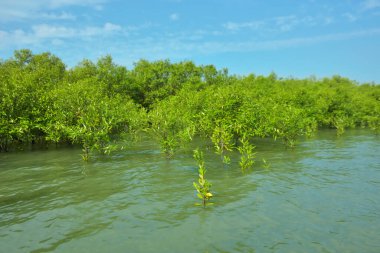 Cox 's Bazar, Bangladeş yakınlarındaki Bakkhali Nehri boyunca gelgit sularında duran mangrov fidanları tropikal gelgitler arası kıyı ekosistemi içindeki gelgitleri yakalıyorlar..