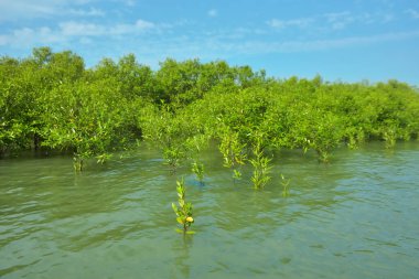 Cox 's Bazar, Bangladeş yakınlarındaki Bakkhali Nehri boyunca gelgit sularında duran mangrov fidanları tropikal gelgitler arası kıyı ekosistemi içindeki gelgitleri yakalıyorlar..