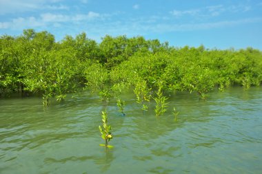 Cox 's Bazar, Bangladeş yakınlarındaki Bakkhali Nehri boyunca gelgit sularında duran mangrov fidanları tropikal gelgitler arası kıyı ekosistemi içindeki gelgitleri yakalıyorlar..