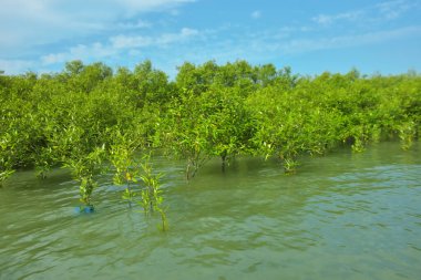 Cox 's Bazar, Bangladeş yakınlarındaki Bakkhali Nehri boyunca gelgit sularında duran mangrov fidanları tropikal gelgitler arası kıyı ekosistemi içindeki gelgitleri yakalıyorlar..