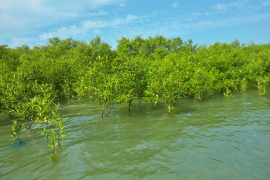 Cox 's Bazar, Bangladeş yakınlarındaki Bakkhali Nehri boyunca gelgit sularında duran mangrov fidanları tropikal gelgitler arası kıyı ekosistemi içindeki gelgitleri yakalıyorlar..