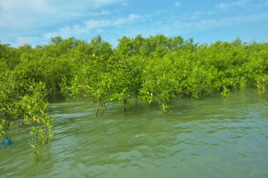 Cox 's Bazar, Bangladeş yakınlarındaki Bakkhali Nehri boyunca gelgit sularında duran mangrov fidanları tropikal gelgitler arası kıyı ekosistemi içindeki gelgitleri yakalıyorlar..