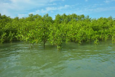 Cox 's Bazar, Bangladeş yakınlarındaki Bakkhali Nehri boyunca gelgit sularında duran mangrov fidanları tropikal gelgitler arası kıyı ekosistemi içindeki gelgitleri yakalıyorlar..