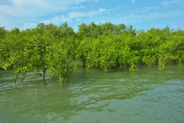 Cox 's Bazar, Bangladeş yakınlarındaki Bakkhali Nehri boyunca gelgit sularında duran mangrov fidanları tropikal gelgitler arası kıyı ekosistemi içindeki gelgitleri yakalıyorlar..