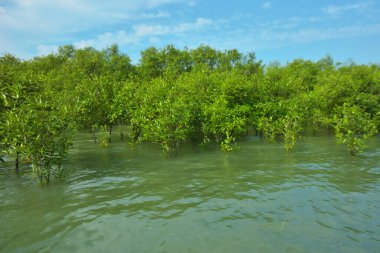 Cox 's Bazar, Bangladeş yakınlarındaki Bakkhali Nehri boyunca gelgit sularında duran mangrov fidanları tropikal gelgitler arası kıyı ekosistemi içindeki gelgitleri yakalıyorlar..