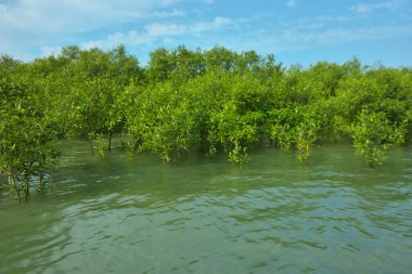 Cox 's Bazar, Bangladeş yakınlarındaki Bakkhali Nehri boyunca gelgit sularında duran mangrov fidanları tropikal gelgitler arası kıyı ekosistemi içindeki gelgitleri yakalıyorlar..