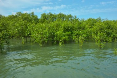 Cox 's Bazar, Bangladeş yakınlarındaki Bakkhali Nehri boyunca gelgit sularında duran mangrov fidanları tropikal gelgitler arası kıyı ekosistemi içindeki gelgitleri yakalıyorlar..