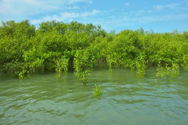 Cox 's Bazar, Bangladeş yakınlarındaki Bakkhali Nehri boyunca gelgit sularında duran mangrov fidanları tropikal gelgitler arası kıyı ekosistemi içindeki gelgitleri yakalıyorlar..