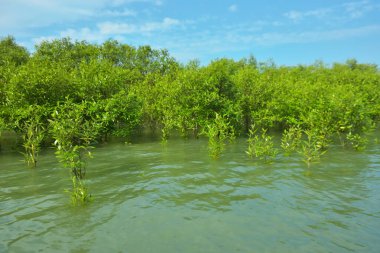 Cox 's Bazar, Bangladeş yakınlarındaki Bakkhali Nehri boyunca gelgit sularında duran mangrov fidanları tropikal gelgitler arası kıyı ekosistemi içindeki gelgitleri yakalıyorlar..