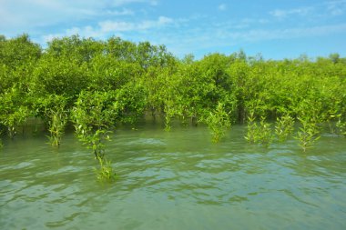 Cox 's Bazar, Bangladeş yakınlarındaki Bakkhali Nehri boyunca gelgit sularında duran mangrov fidanları tropikal gelgitler arası kıyı ekosistemi içindeki gelgitleri yakalıyorlar..