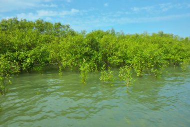 Cox 's Bazar, Bangladeş yakınlarındaki Bakkhali Nehri boyunca gelgit sularında duran mangrov fidanları tropikal gelgitler arası kıyı ekosistemi içindeki gelgitleri yakalıyorlar..