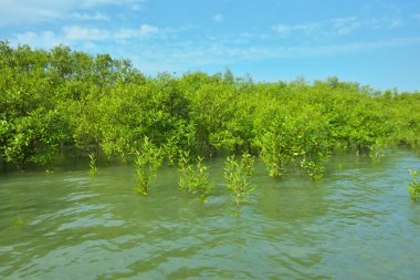 Cox 's Bazar, Bangladeş yakınlarındaki Bakkhali Nehri boyunca gelgit sularında duran mangrov fidanları tropikal gelgitler arası kıyı ekosistemi içindeki gelgitleri yakalıyorlar..