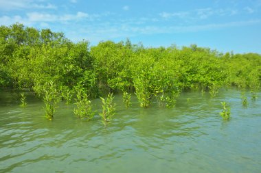 Cox 's Bazar, Bangladeş yakınlarındaki Bakkhali Nehri boyunca gelgit sularında duran mangrov fidanları tropikal gelgitler arası kıyı ekosistemi içindeki gelgitleri yakalıyorlar..
