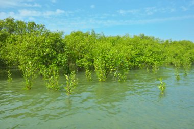 Cox 's Bazar, Bangladeş yakınlarındaki Bakkhali Nehri boyunca gelgit sularında duran mangrov fidanları tropikal gelgitler arası kıyı ekosistemi içindeki gelgitleri yakalıyorlar..
