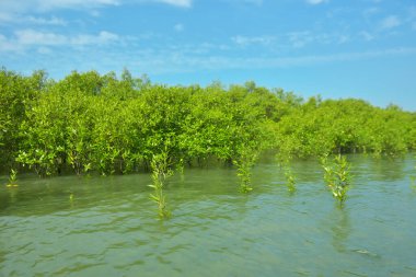 Cox 's Bazar, Bangladeş yakınlarındaki Bakkhali Nehri boyunca gelgit sularında duran mangrov fidanları tropikal gelgitler arası kıyı ekosistemi içindeki gelgitleri yakalıyorlar..
