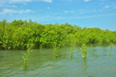 Cox 's Bazar, Bangladeş yakınlarındaki Bakkhali Nehri boyunca gelgit sularında duran mangrov fidanları tropikal gelgitler arası kıyı ekosistemi içindeki gelgitleri yakalıyorlar..
