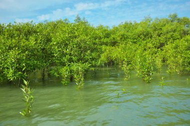 Cox 's Bazar, Bangladeş yakınlarındaki Bakkhali Nehri boyunca gelgit sularında duran mangrov fidanları tropikal gelgitler arası kıyı ekosistemi içindeki gelgitleri yakalıyorlar..