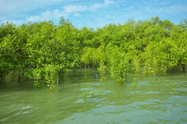 Cox 's Bazar, Bangladeş yakınlarındaki Bakkhali Nehri boyunca gelgit sularında duran mangrov fidanları tropikal gelgitler arası kıyı ekosistemi içindeki gelgitleri yakalıyorlar..