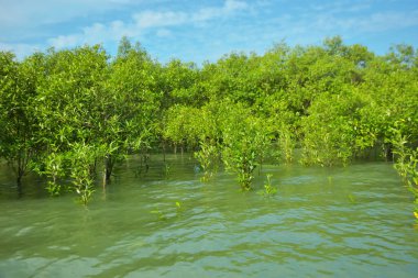 Cox 's Bazar, Bangladeş yakınlarındaki Bakkhali Nehri boyunca gelgit sularında duran mangrov fidanları tropikal gelgitler arası kıyı ekosistemi içindeki gelgitleri yakalıyorlar..