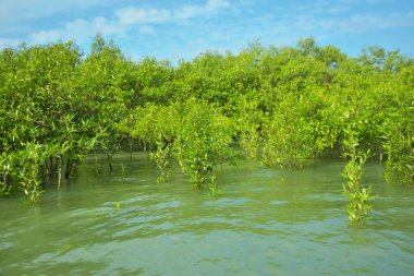 Cox 's Bazar, Bangladeş yakınlarındaki Bakkhali Nehri boyunca gelgit sularında duran mangrov fidanları tropikal gelgitler arası kıyı ekosistemi içindeki gelgitleri yakalıyorlar..