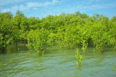 Cox 's Bazar, Bangladeş yakınlarındaki Bakkhali Nehri boyunca gelgit sularında duran mangrov fidanları tropikal gelgitler arası kıyı ekosistemi içindeki gelgitleri yakalıyorlar..