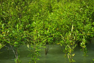 Cox 's Bazar, Bangladeş yakınlarındaki Bakkhali Nehri boyunca gelgit sularında duran mangrov fidanları tropikal gelgitler arası kıyı ekosistemi içindeki gelgitleri yakalıyorlar..