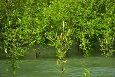 Cox 's Bazar, Bangladeş yakınlarındaki Bakkhali Nehri boyunca gelgit sularında duran mangrov fidanları tropikal gelgitler arası kıyı ekosistemi içindeki gelgitleri yakalıyorlar..