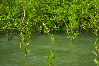 Cox 's Bazar, Bangladeş yakınlarındaki Bakkhali Nehri boyunca gelgit sularında duran mangrov fidanları tropikal gelgitler arası kıyı ekosistemi içindeki gelgitleri yakalıyorlar..